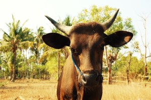 23. sept - Gili Air (29)