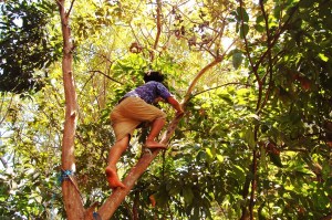 Min selverklærte, personlige guva-plukker.