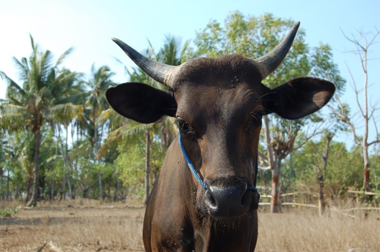 23. sept - Gili Air (29)