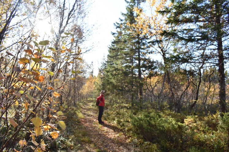 hornneset_oktober17 (9)